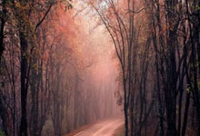 爱游戏app-汉堡队重获新生，德甲再度闪耀舞台，汉堡德甲冠军